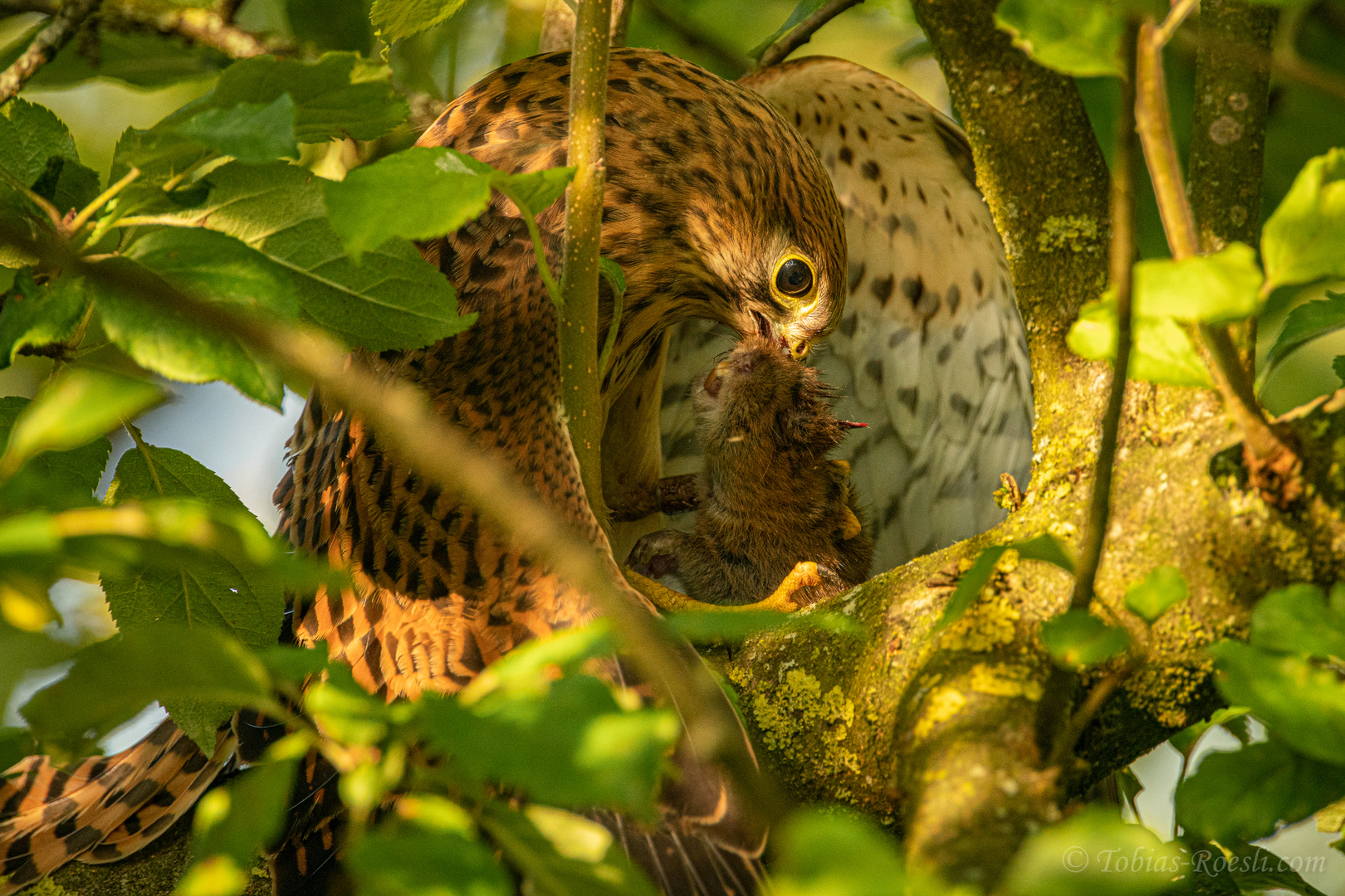 Turmfalkenweibchen mit Schermaus