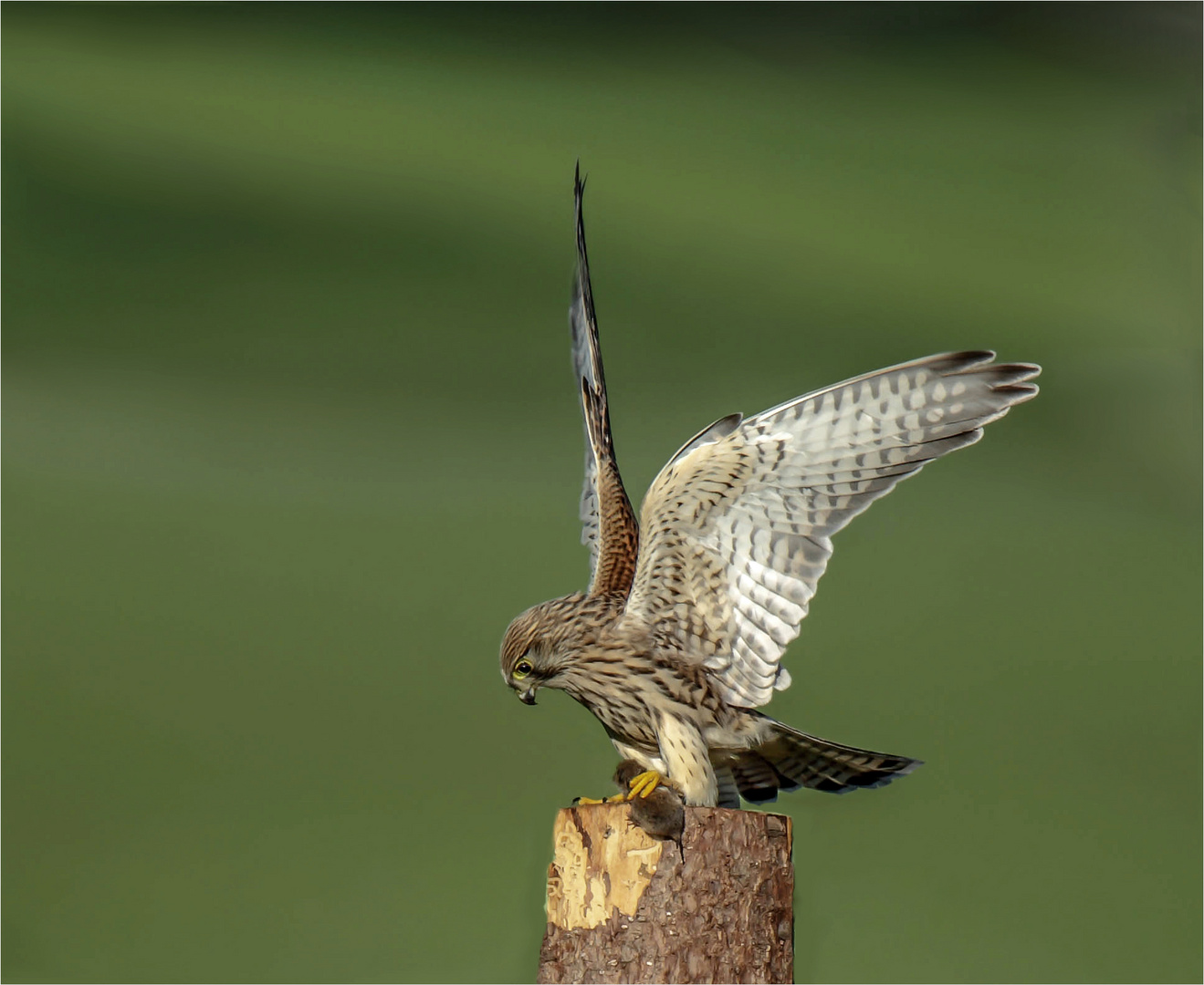 Turmfalkenweibchen nach erfolgreicher Jagd.