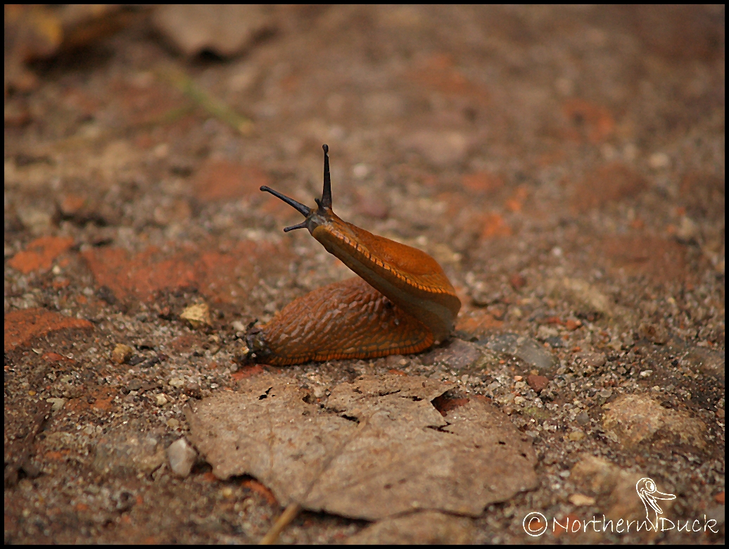 Turmschnecke? ...kann ich auch!