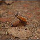 Turmschnecke? ...kann ich auch!