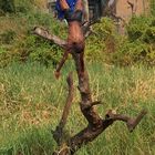 Turmspringen am Chobe