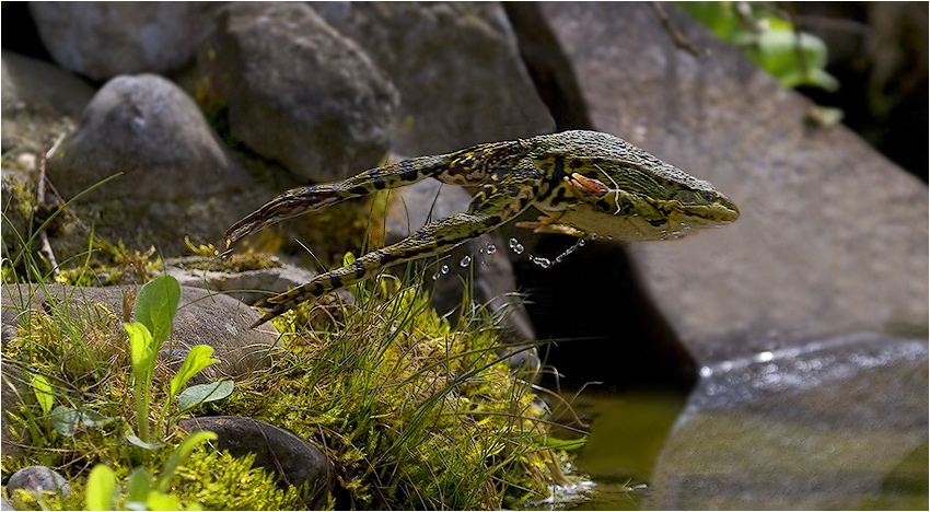 Turmspringen Frosch