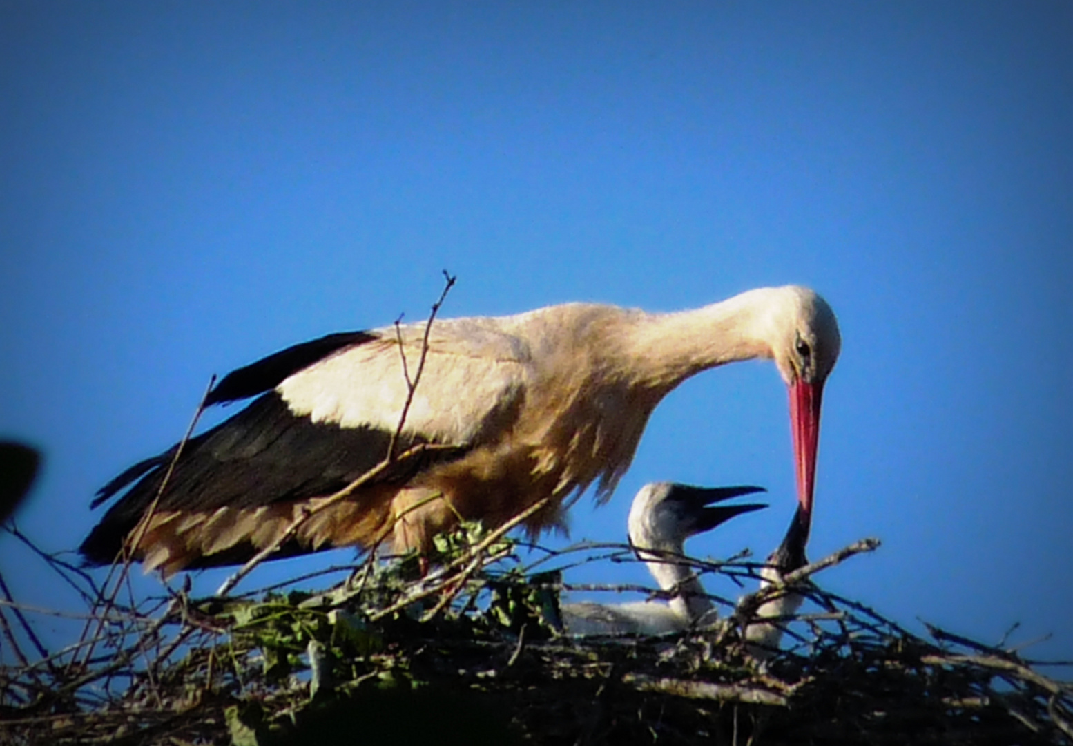 Turmstorch Kinder 2