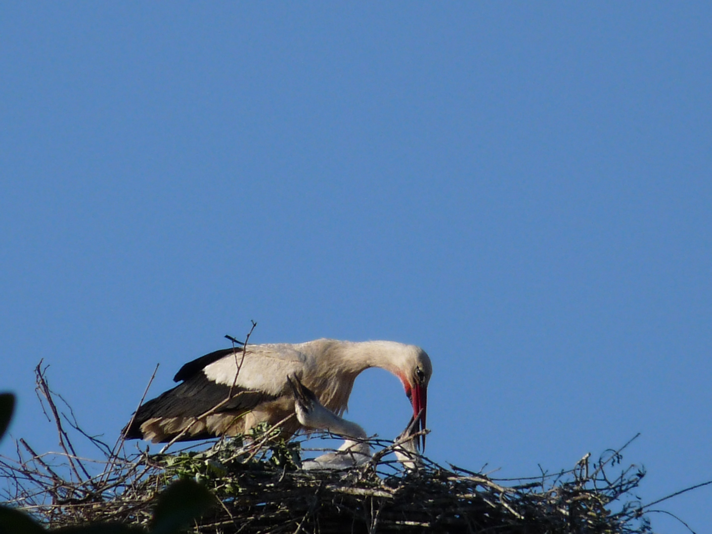 Turmstorch Kinder