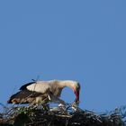 Turmstorch Kinder