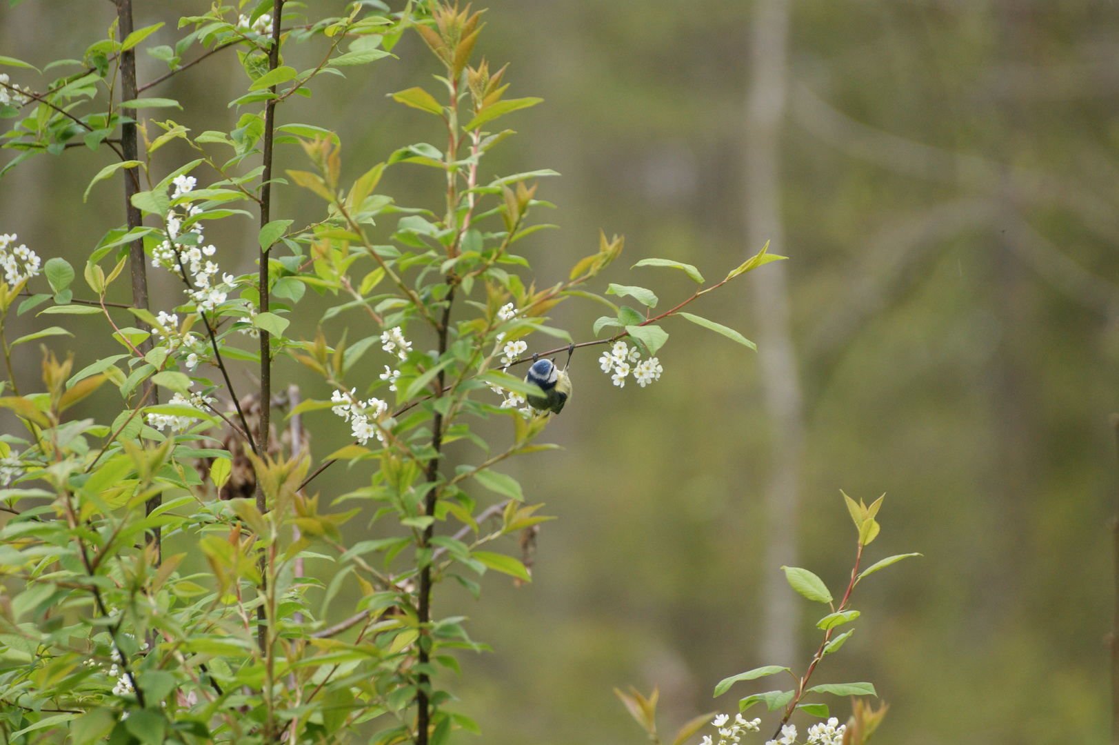 turnende Blaumeise