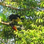 Turnender Rhinoceros Hornbill