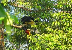 Turnender Rhinoceros Hornbill