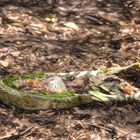 Turnschuh im Wald als Gemälde