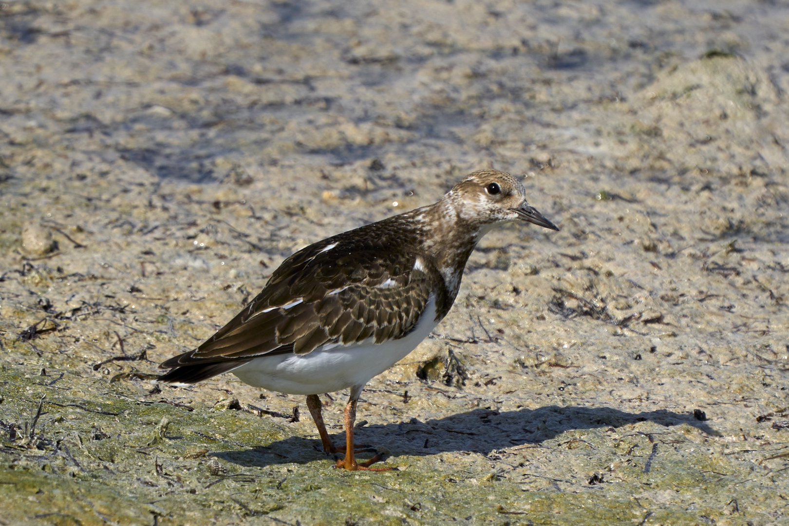 Turnstone (Arenaria)