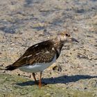 Turnstone (Arenaria)