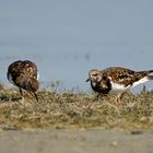 Turnstone (Arenaria)