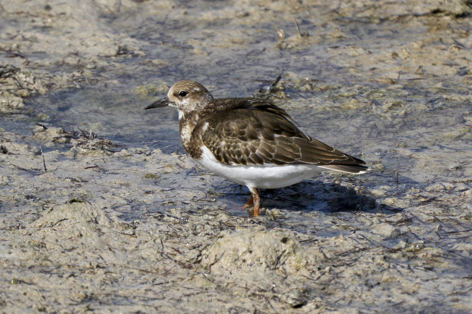 Turnstone (Arenaria)