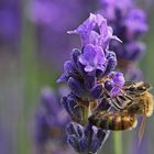 "Turnübung" der Biene am Lavendel