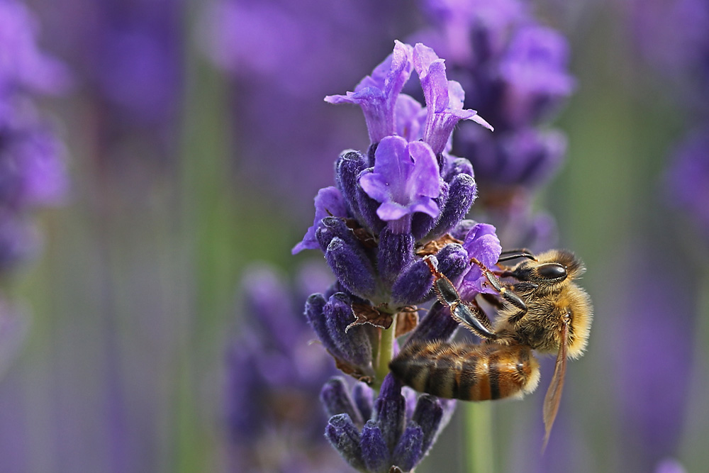 "Turnübung" der Biene am Lavendel