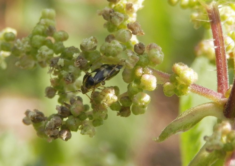 Turnübung: Liocoris tripostulatus auf einer blühenden Großen Brennessel