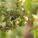 Turnübung: Liocoris tripostulatus auf einer blühenden Großen Brennessel