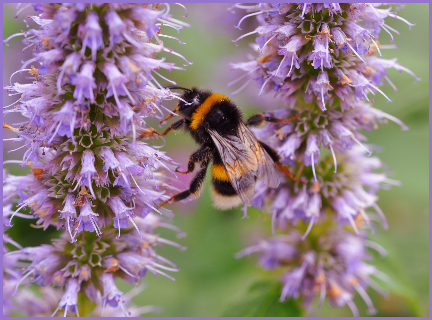 Turnübungen einer Hummel 