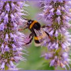 Turnübungen einer Hummel 