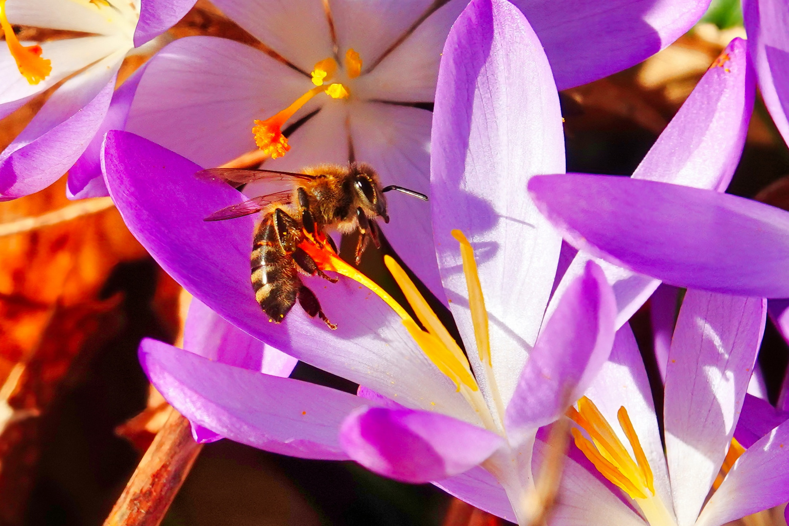 Turnübungen in der Blüte 