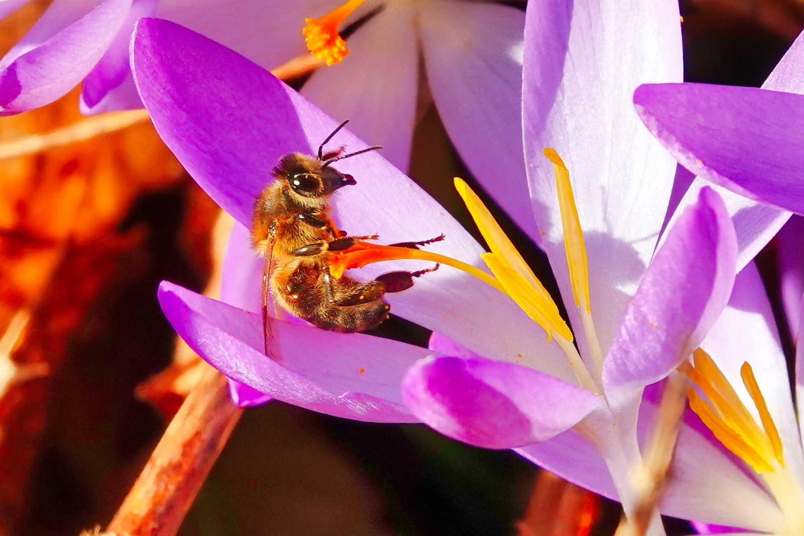 Turnübungen in der Blüte 