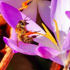 Turnübungen in der Blüte 