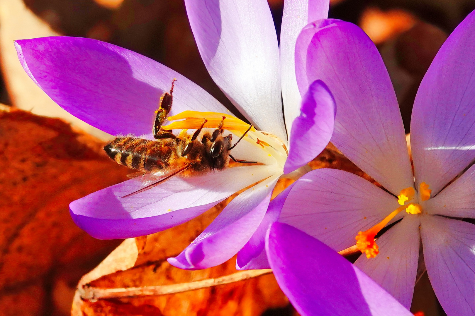 Turnübungen in der Blüte 