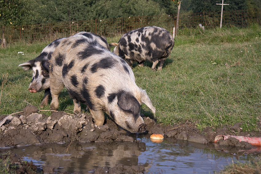 Turopolje Schwein