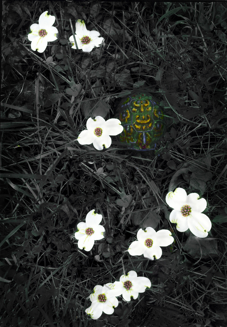 Turpin and  Dogwood Blooms