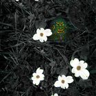 Turpin and  Dogwood Blooms