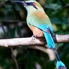 Turquoise Browed Motmot