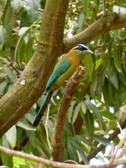 Turquoise-browed Motmot