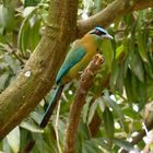 Turquoise-browed Motmot