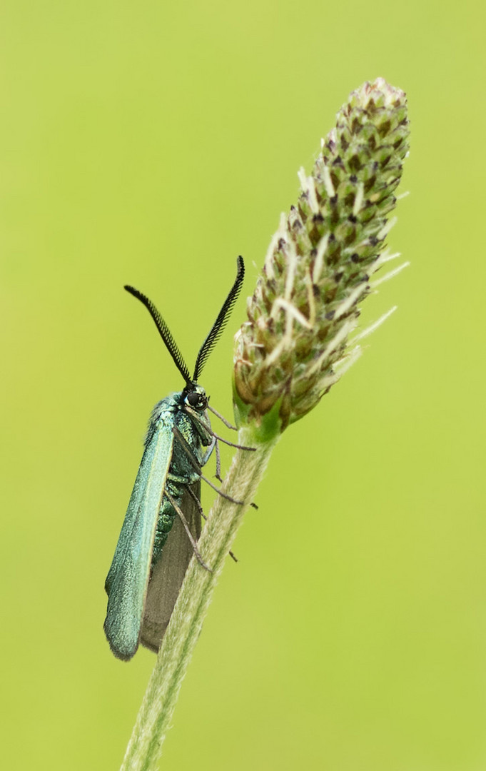 Turquoise de la Sarcille / Procris de l'Oseille