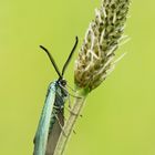 Turquoise de la Sarcille / Procris de l'Oseille