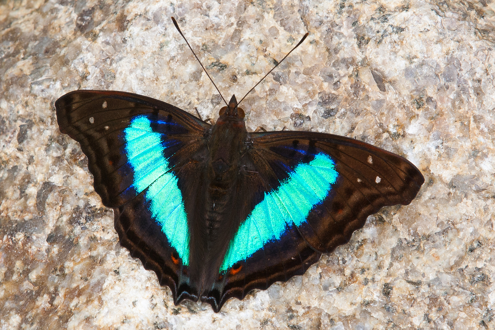 Turquoise Emperor (Doxocopa laurentia cherubina)