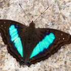 Turquoise Emperor (Doxocopa laurentia cherubina)