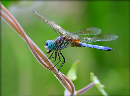 Turquoise et bleu mêlés