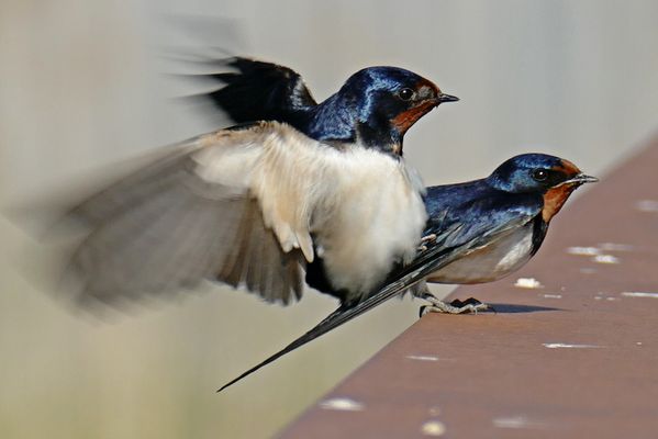 Turtel-Rauchschwalben