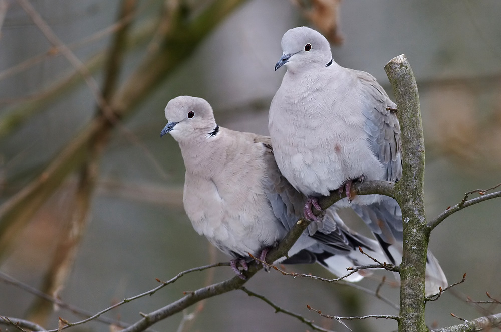 Turtel & Täubchen