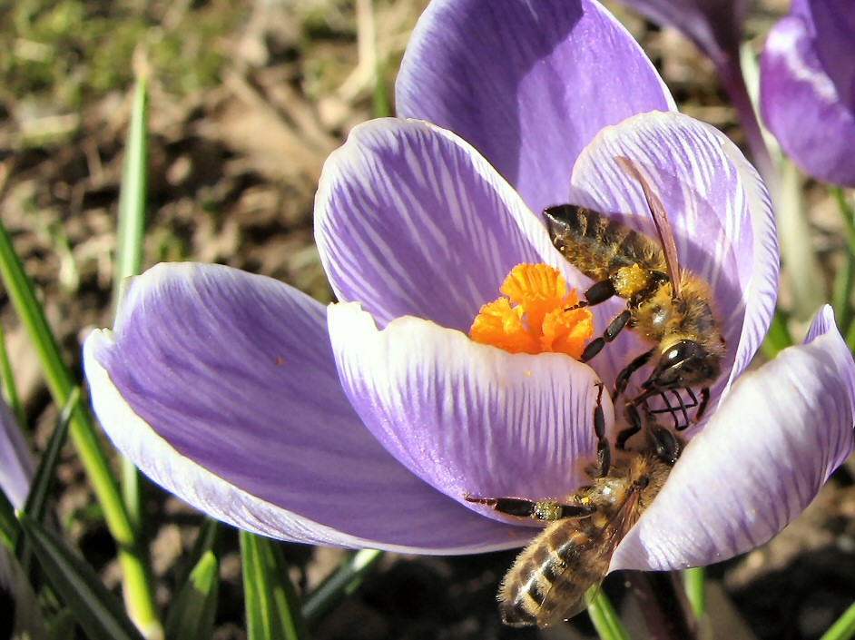 Turtelbienen von Gotthard Wirleitner 