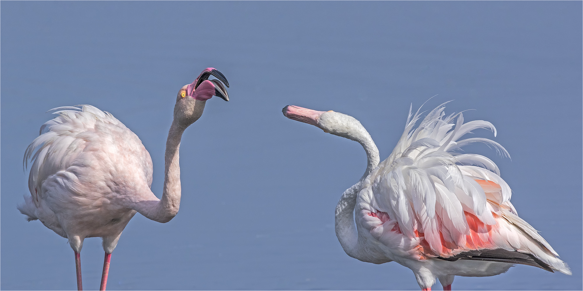 turtelflamingos