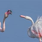 turtelflamingos