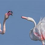 turtelflamingos