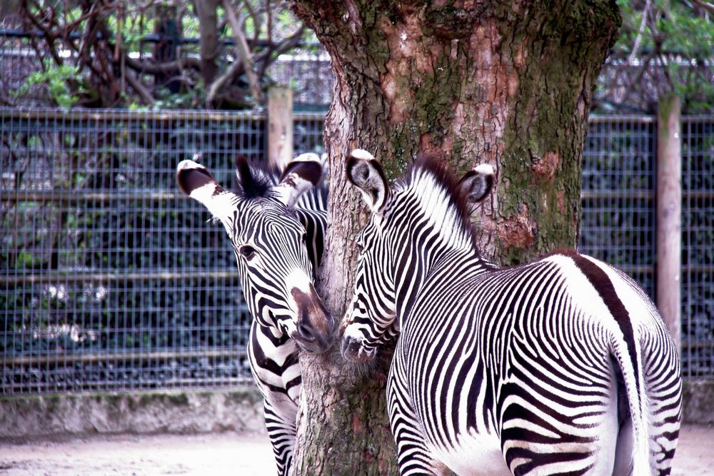 Turtelnde Zebras