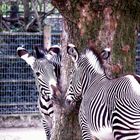 Turtelnde Zebras