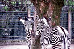 Turtelnde Zebras