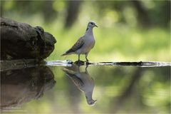 Turteltaube an der Wassertränke...