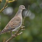 Turteltaube - Jungvogel