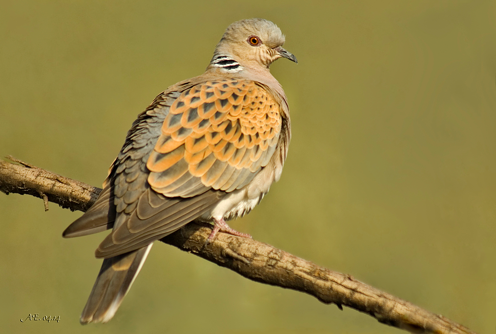 Turteltaube ( Streptopelia turtur ) 2. Version